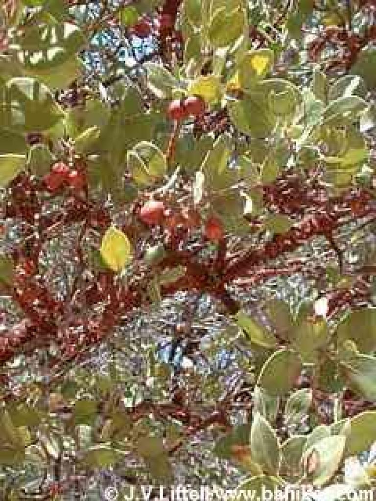 Berries on manzanita in summer