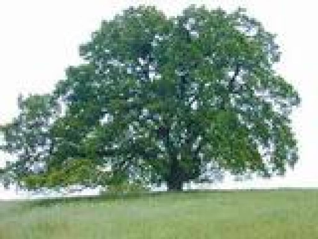 Valley oak