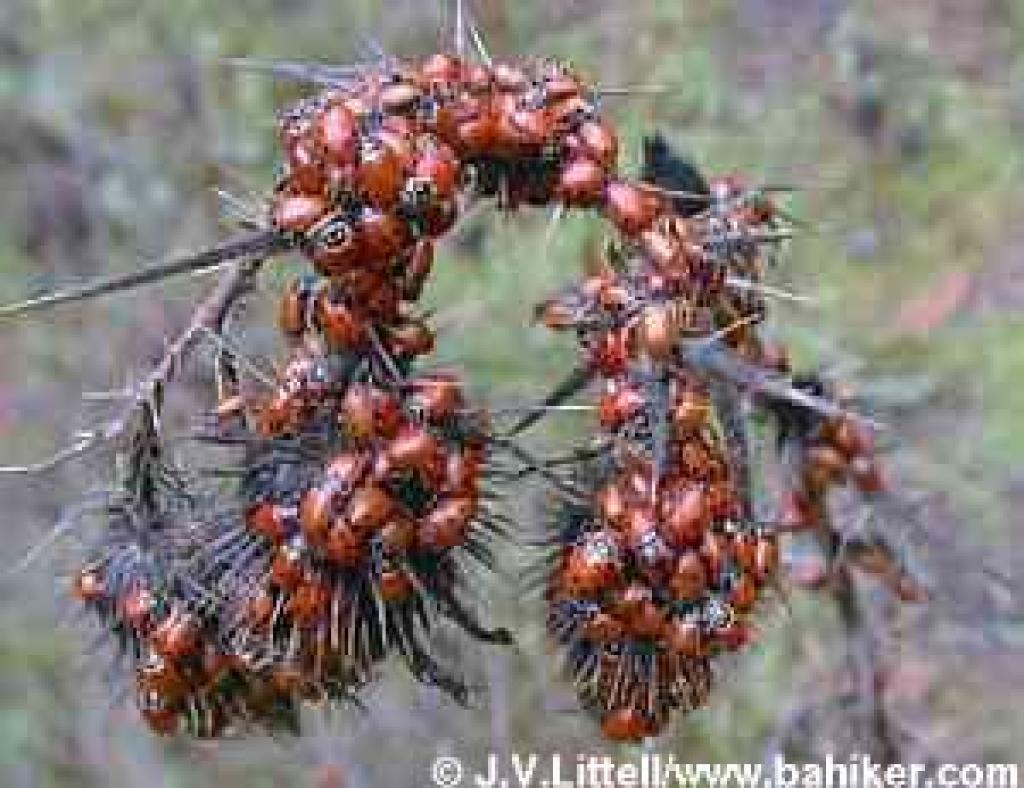 Ladybugs at Redwood Regional Park