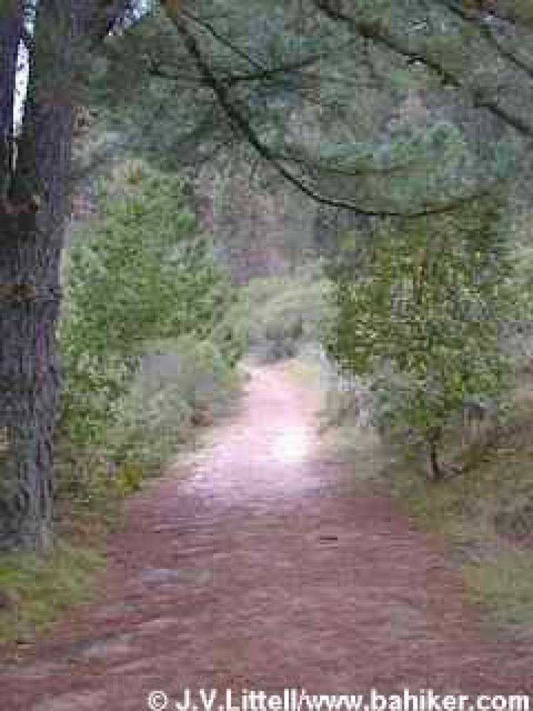 Phillips Loop Trail