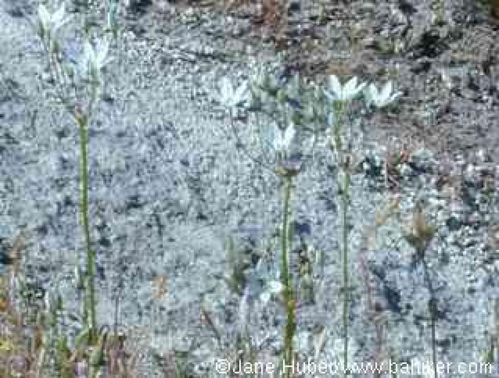 White brodiaea