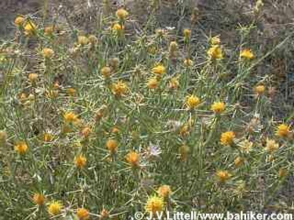 Star thistle