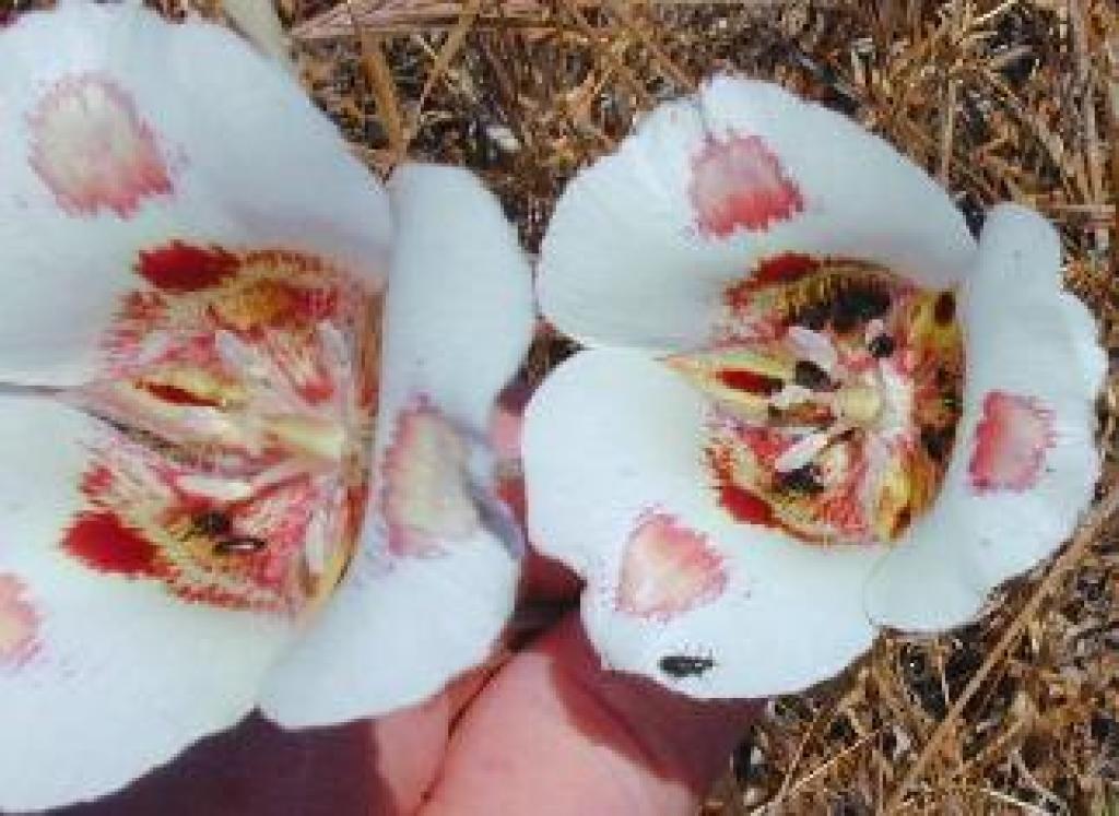 Butterfly mariposa lily