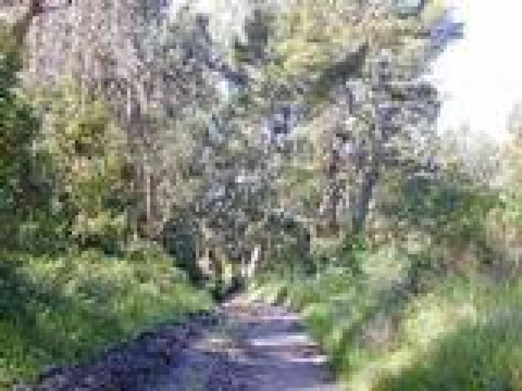 Curran Trail