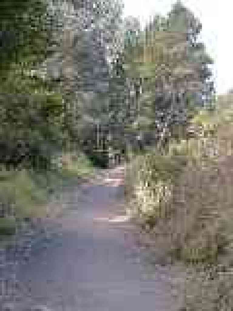 Currant Trail