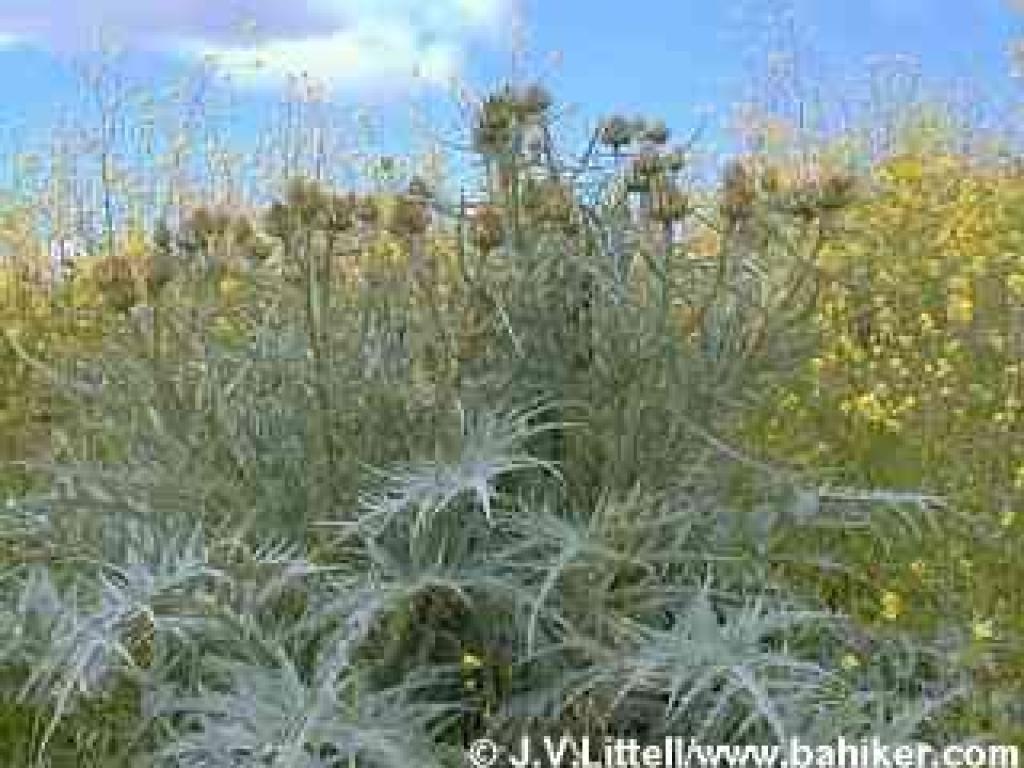 Cardoon, which is a relative of the artichoke