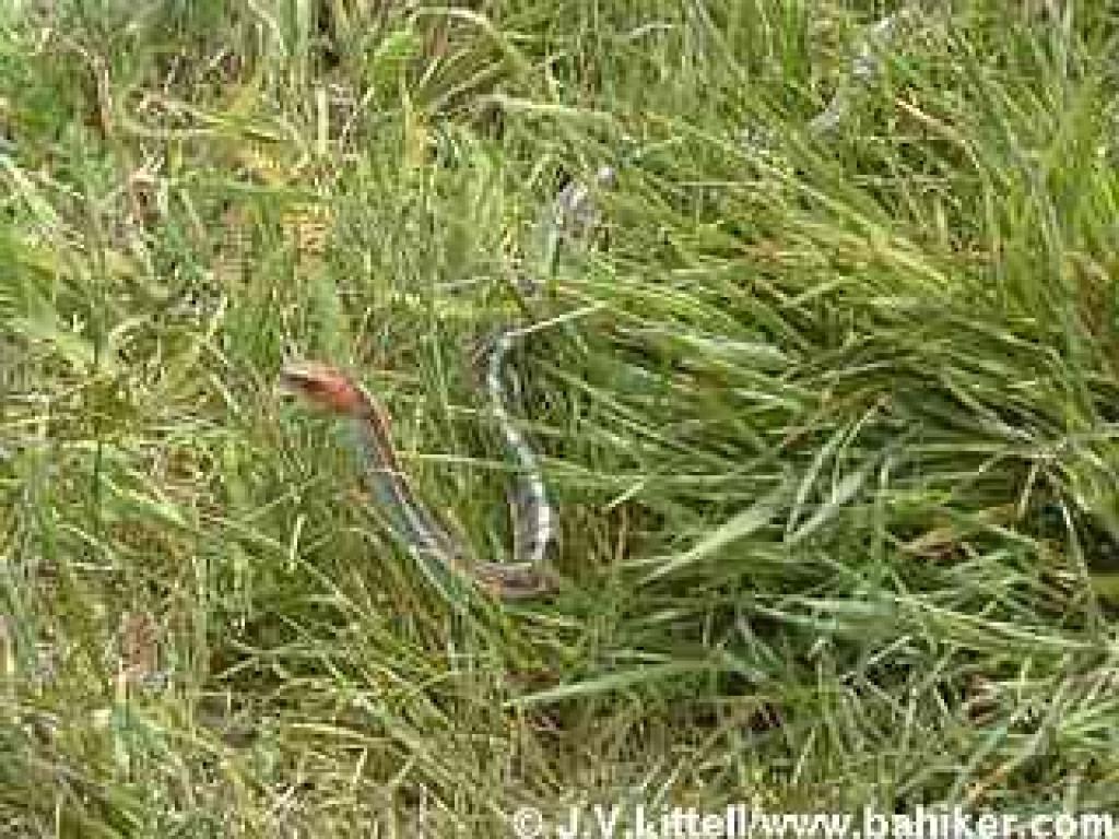 Garter snake at Abbotts Lagoon