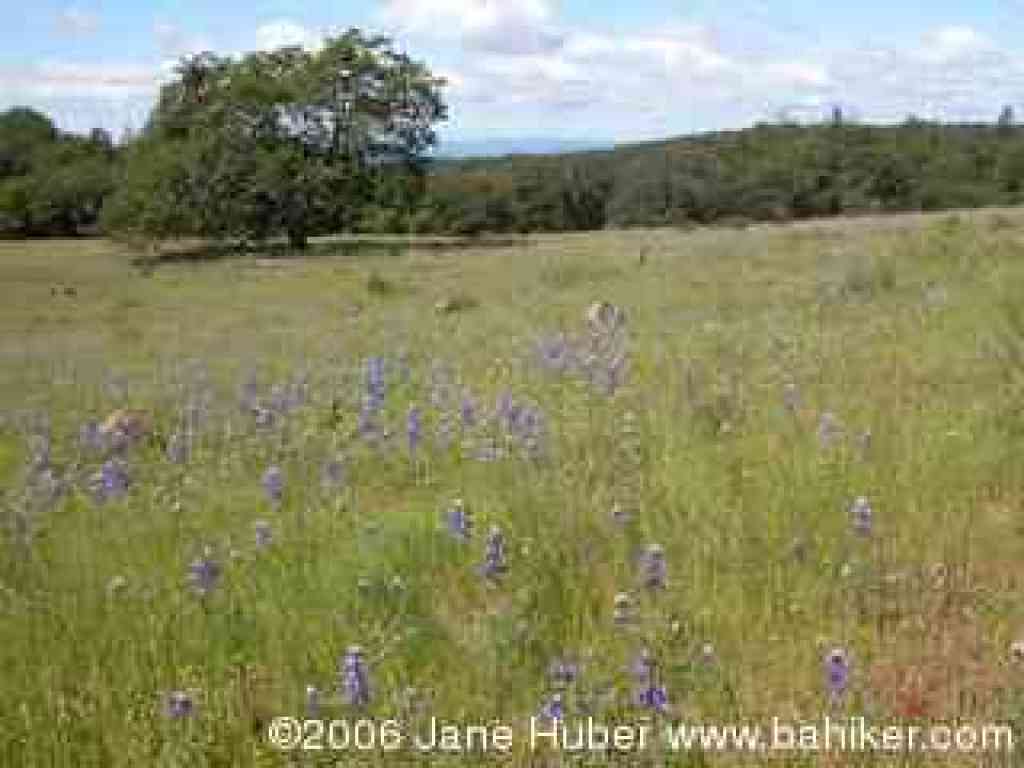 Meadow and oak