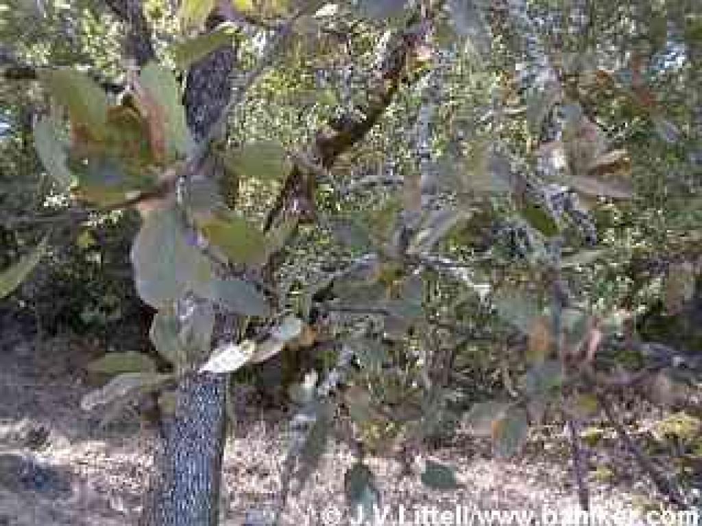 Blue oak photo