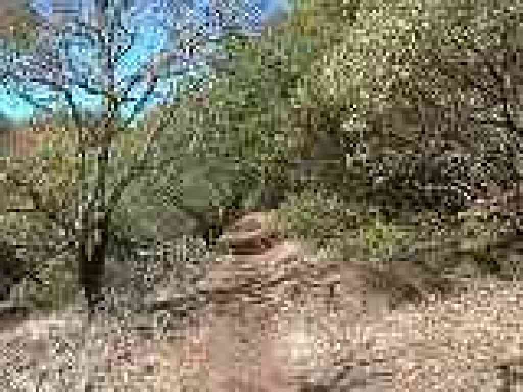 Cobblestone Trail