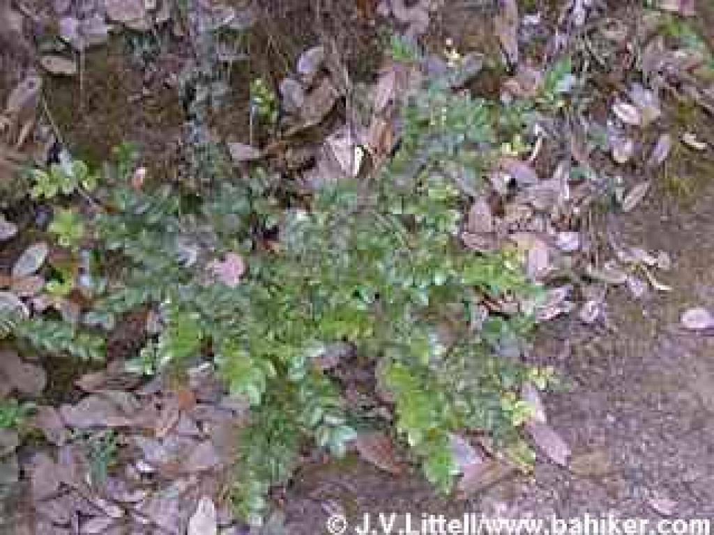 A small huckleberry shrub