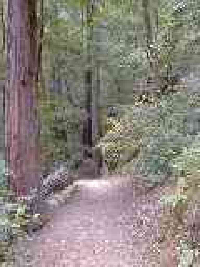 Through a fallen redwood
