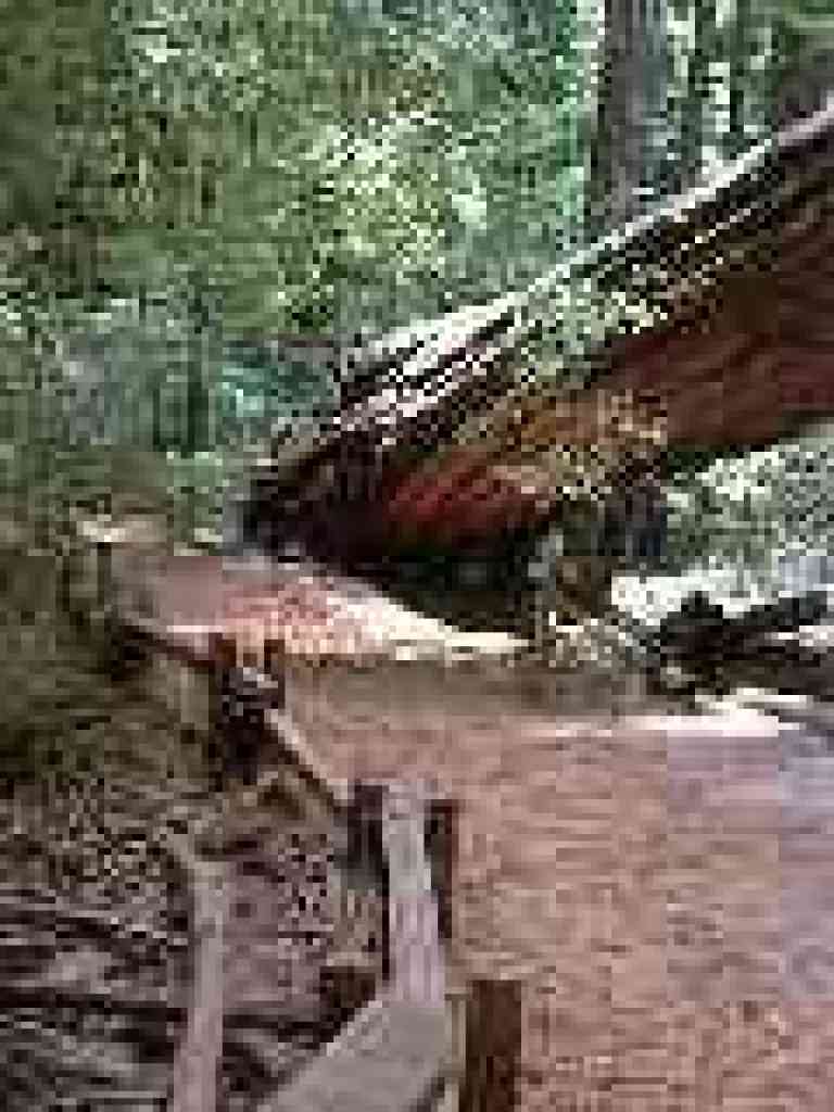 Huge fallen tree
