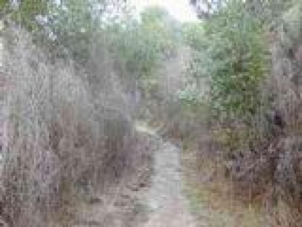 Broom chokes the trail