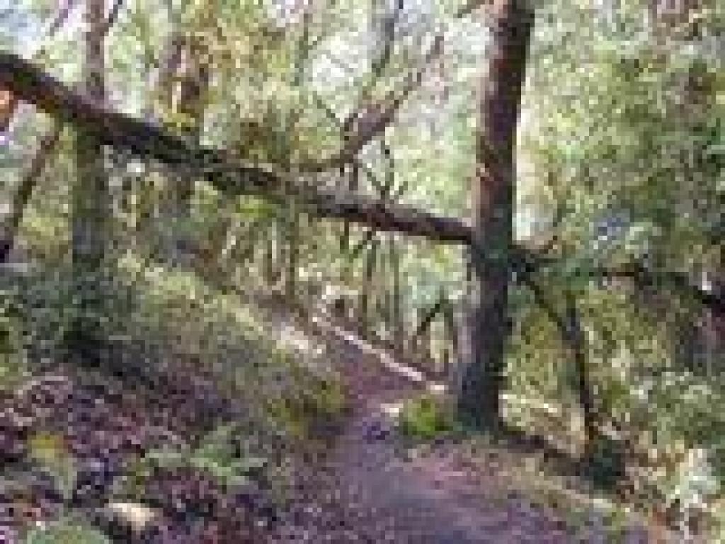Bald Hill Trail