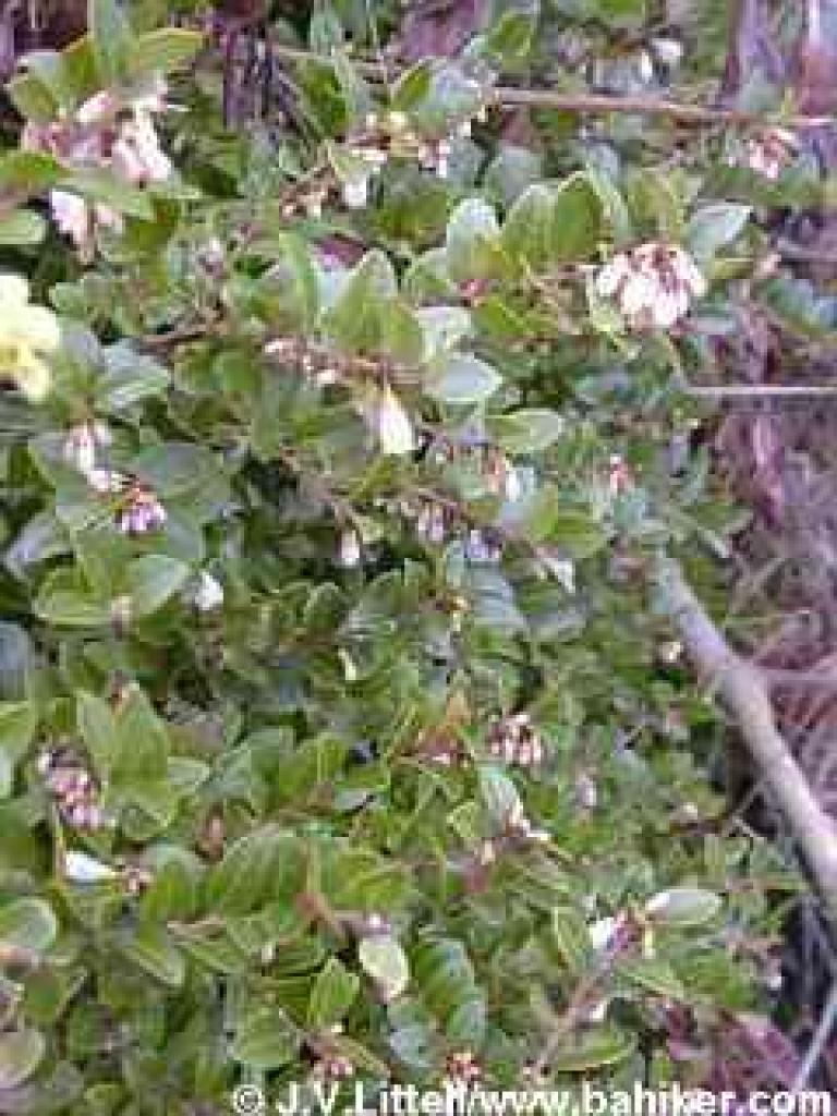 Huckleberry in bloom
