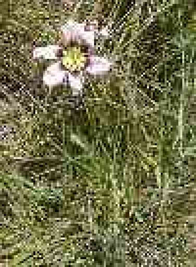 Unknown flower
