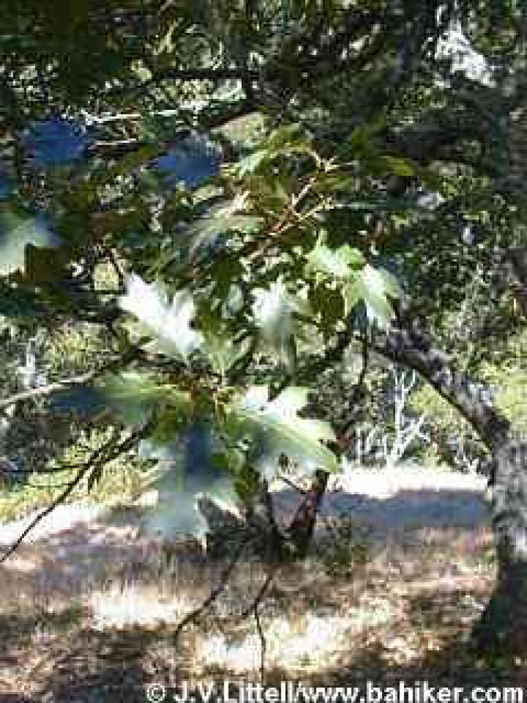 Black oak photo