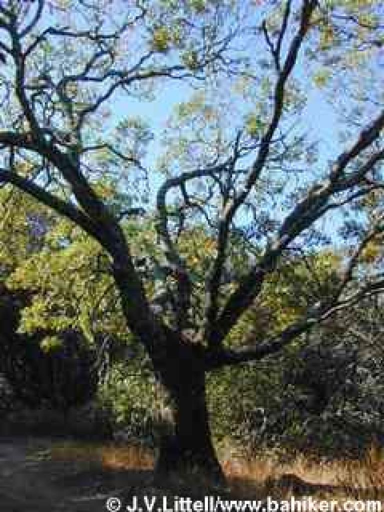 Black oak