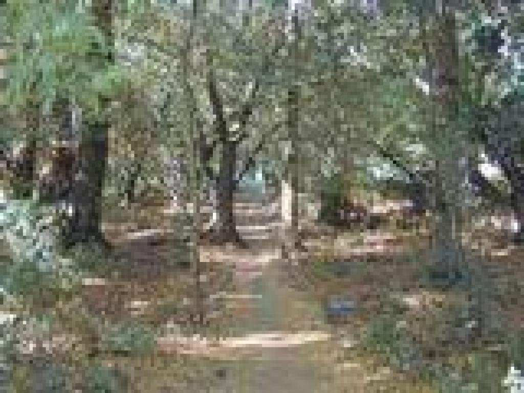 Verano Trail
