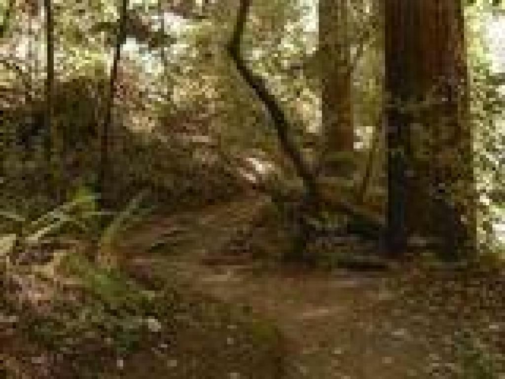 Fern Creek Trail