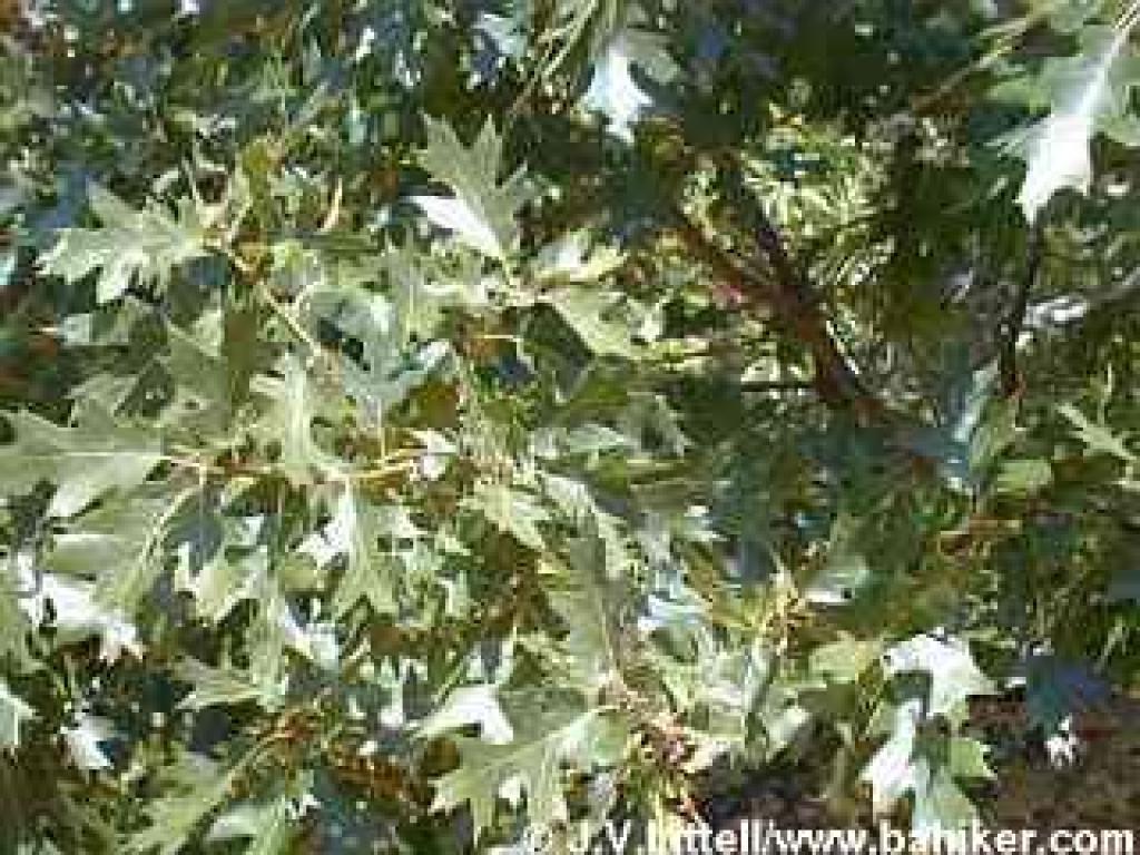 Black oak photo