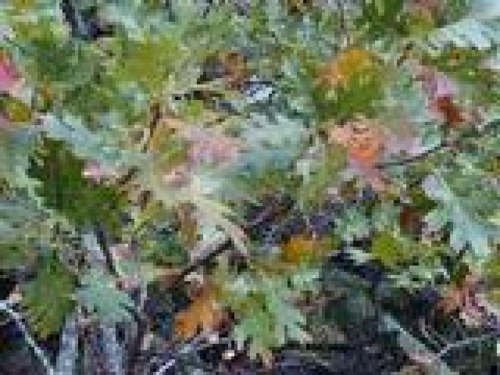 Black oak leaves