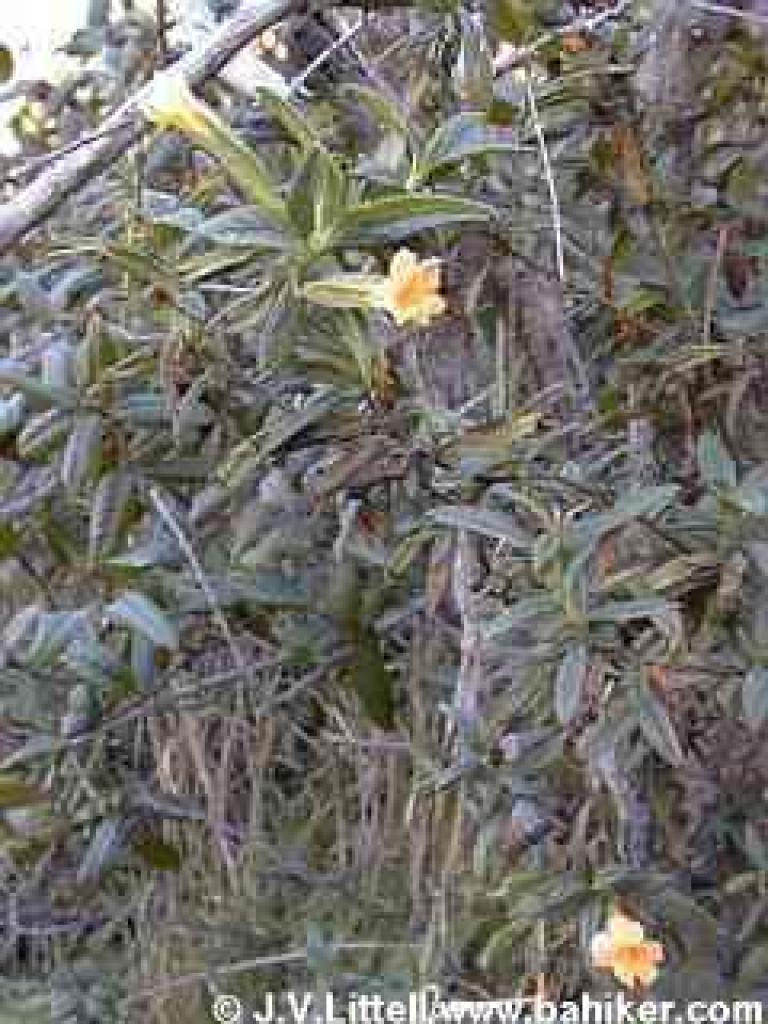 Monkeyflower in winter