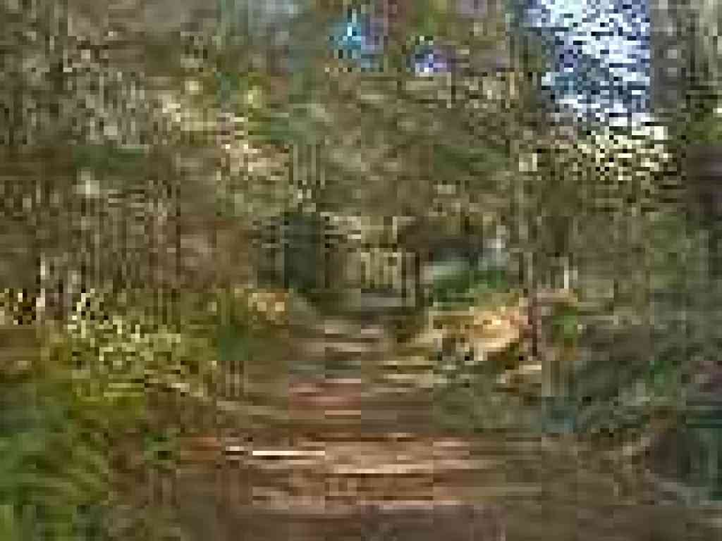 Douglas fir woods