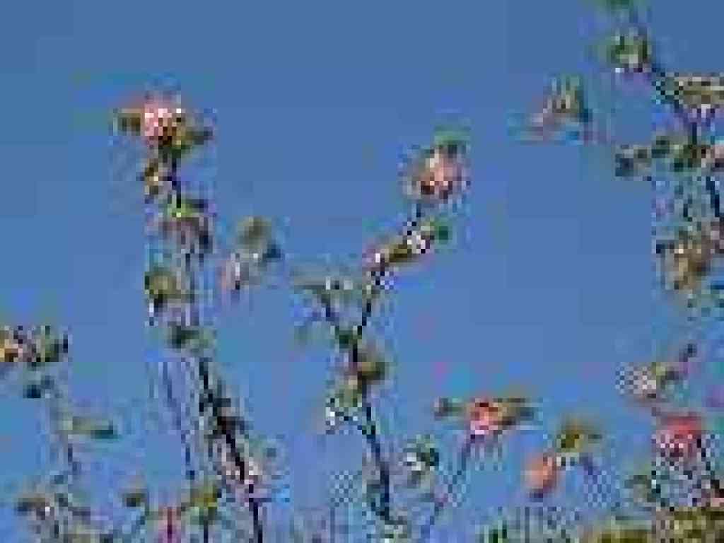 Pick flowering currant