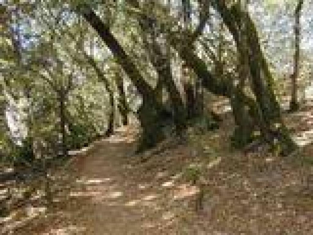 Old Mine Trail