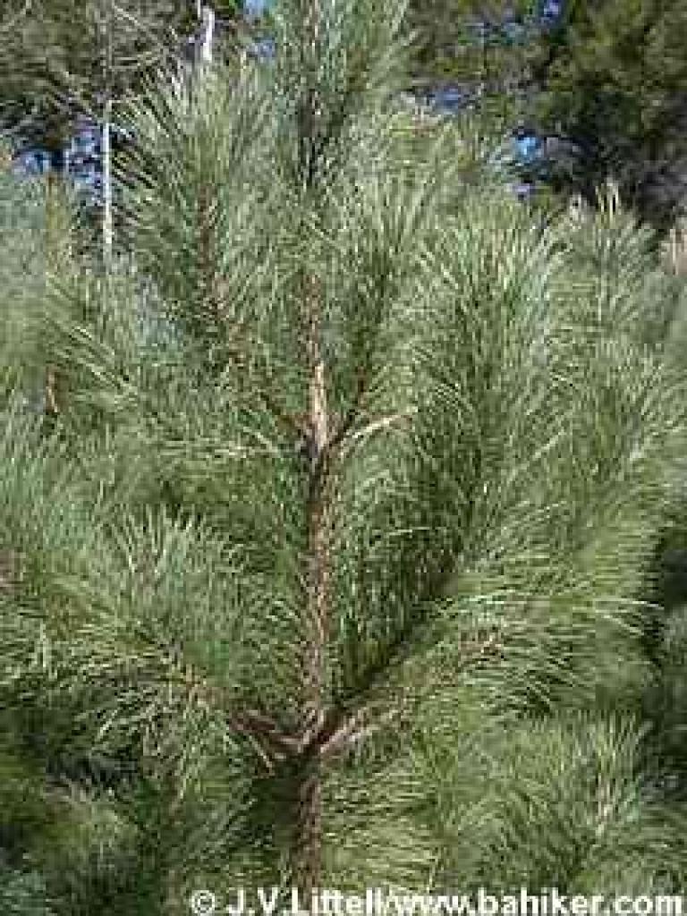 Bishop pine photo