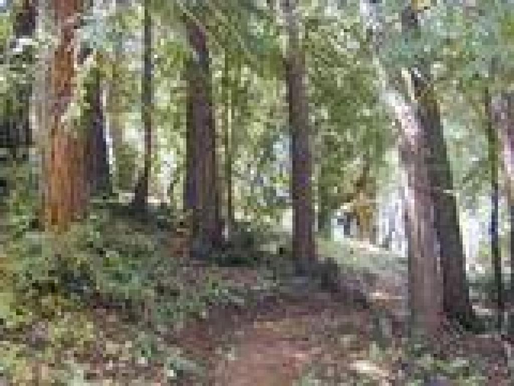 More redwoods