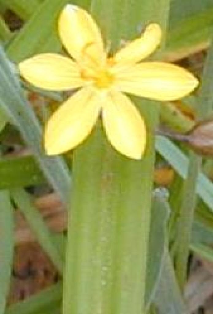 Yellow-eyed grass