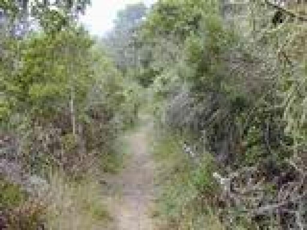 Jepson Trail