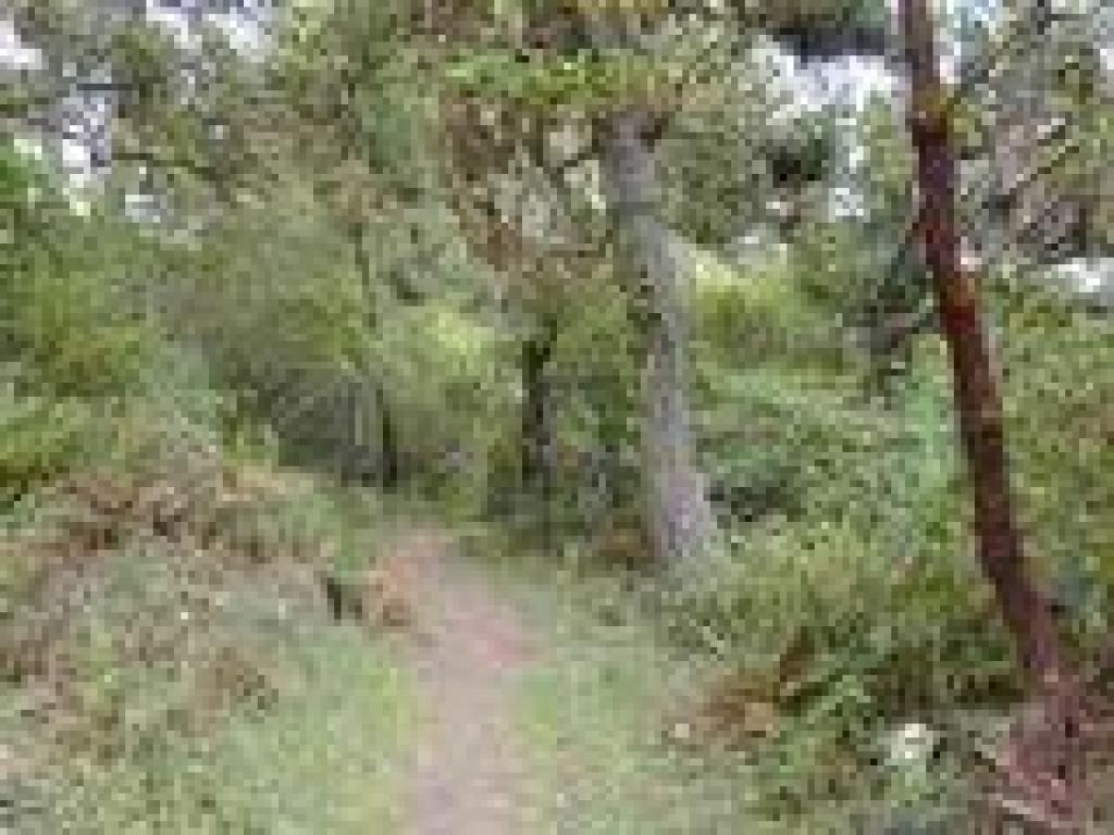 Johnstone Trail