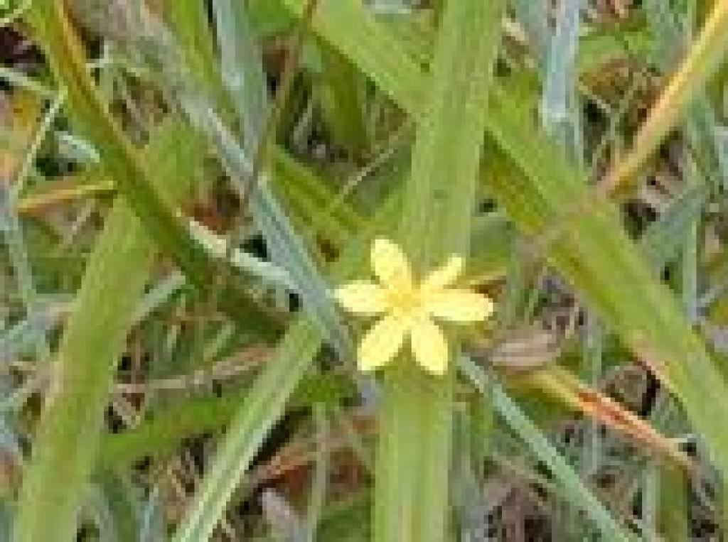 Yellow-eyed grass
