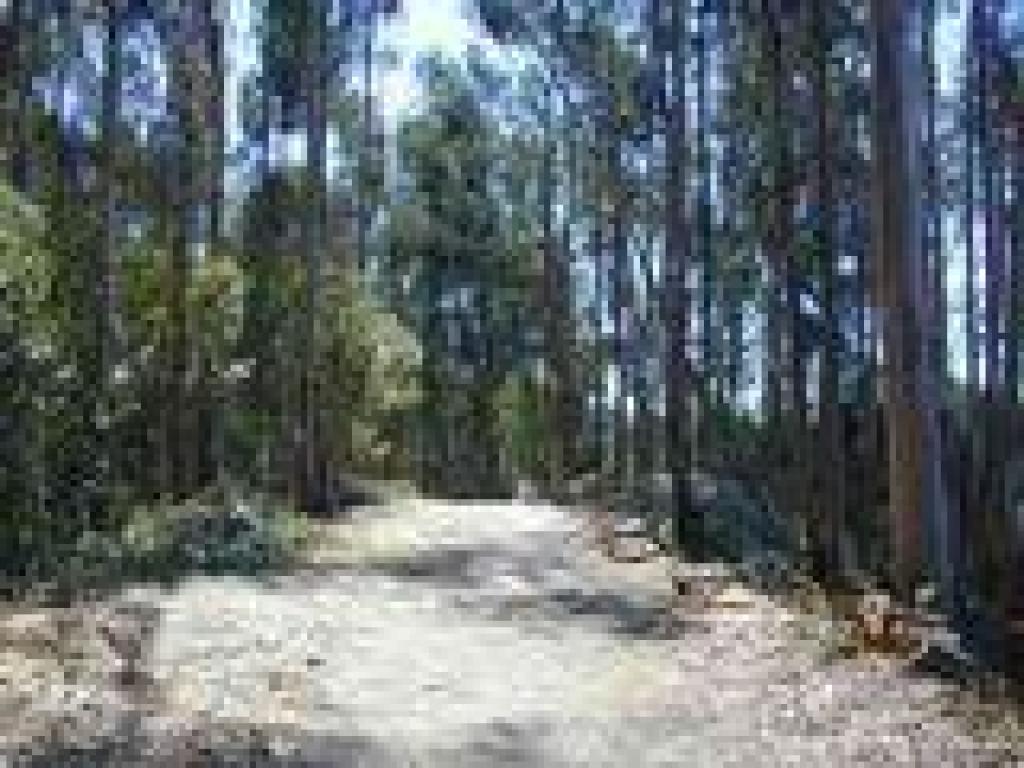 Eucalyptus along the trail