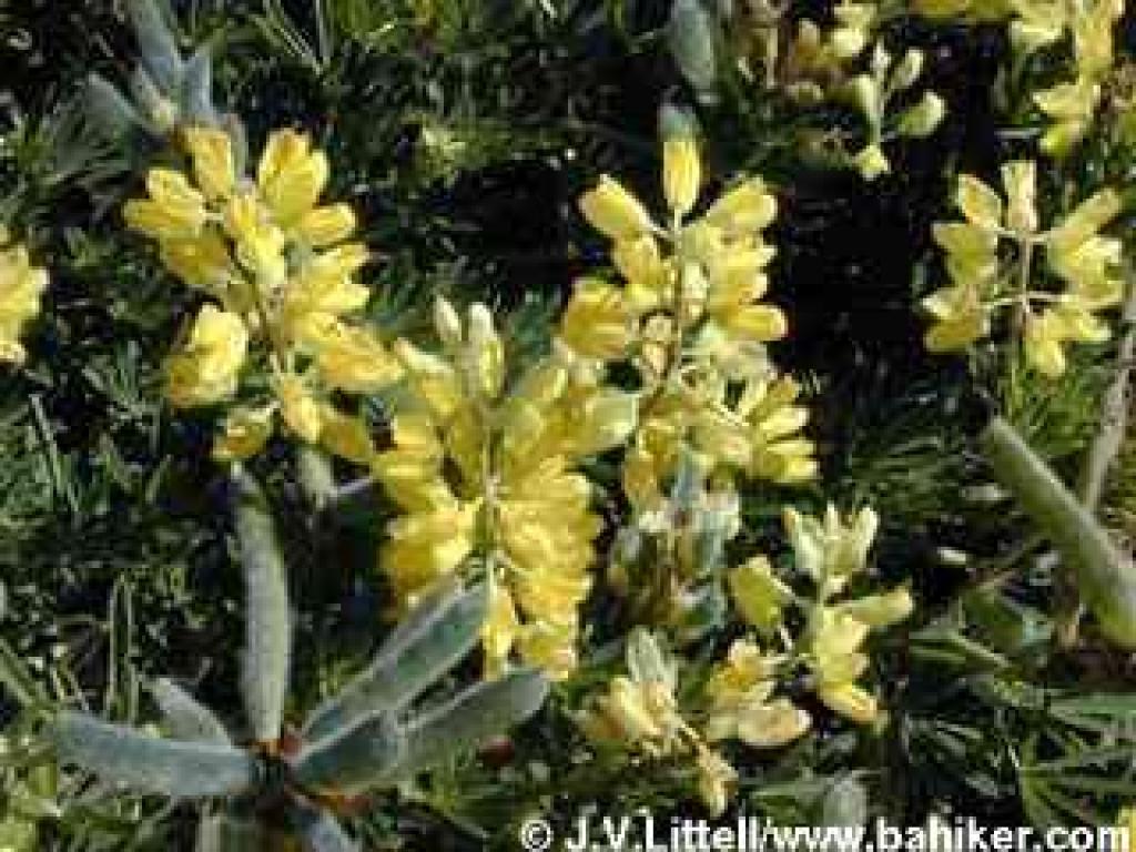 Yellow bush lupine photo