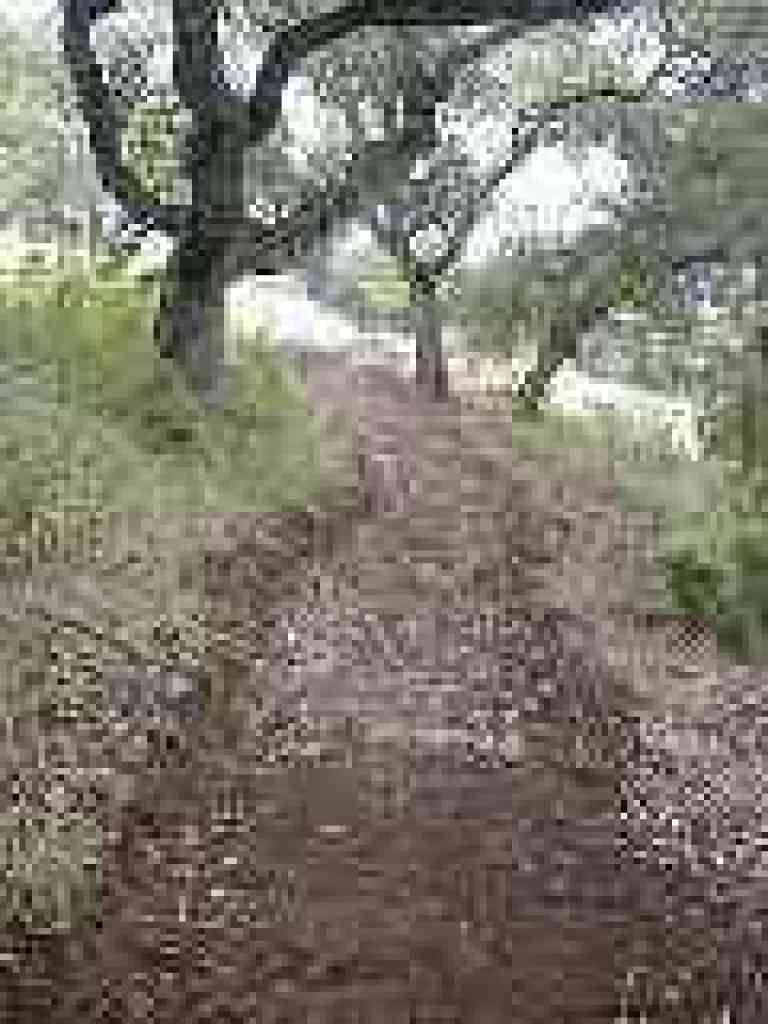 Acorn Trail