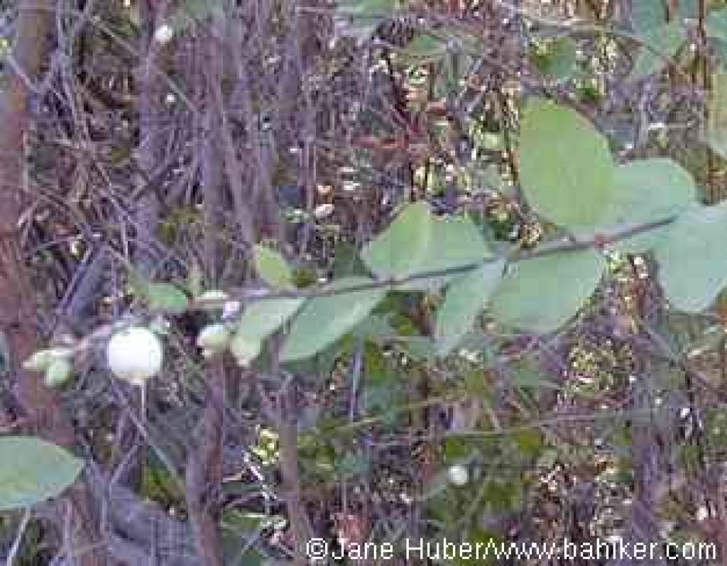 Snowberry, Symphoricarpos albus var. laevigatus