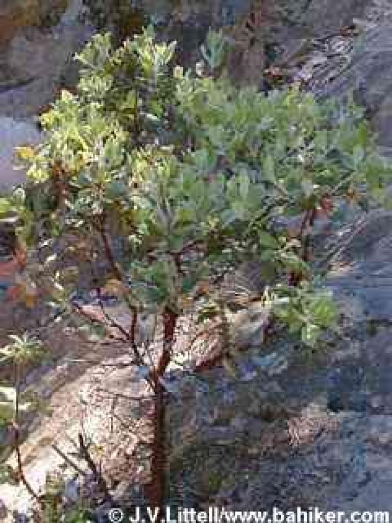 Small manzanita shrub