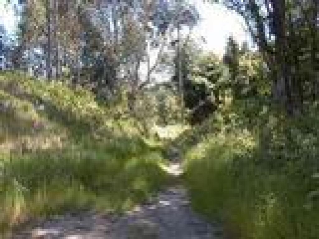 Path along Mills Creek