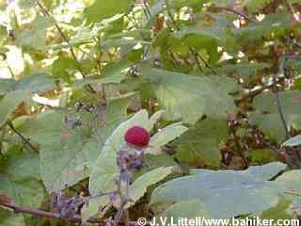 Thimbleberry photo