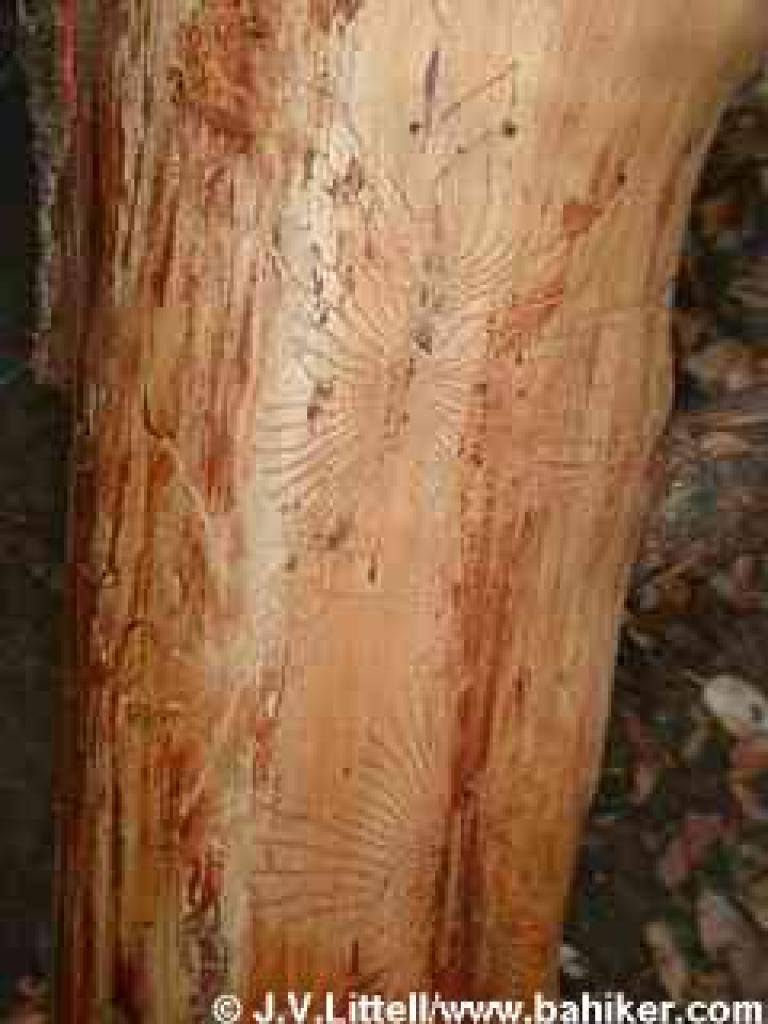 Insect patterns on madrone