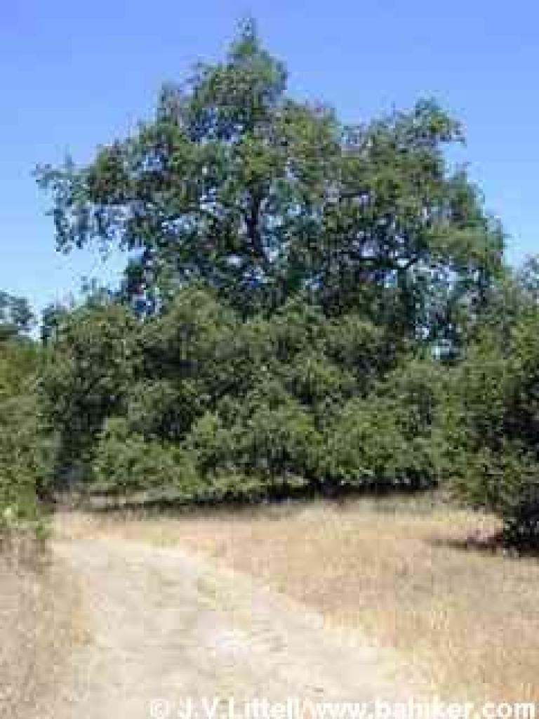 Valley oak photo