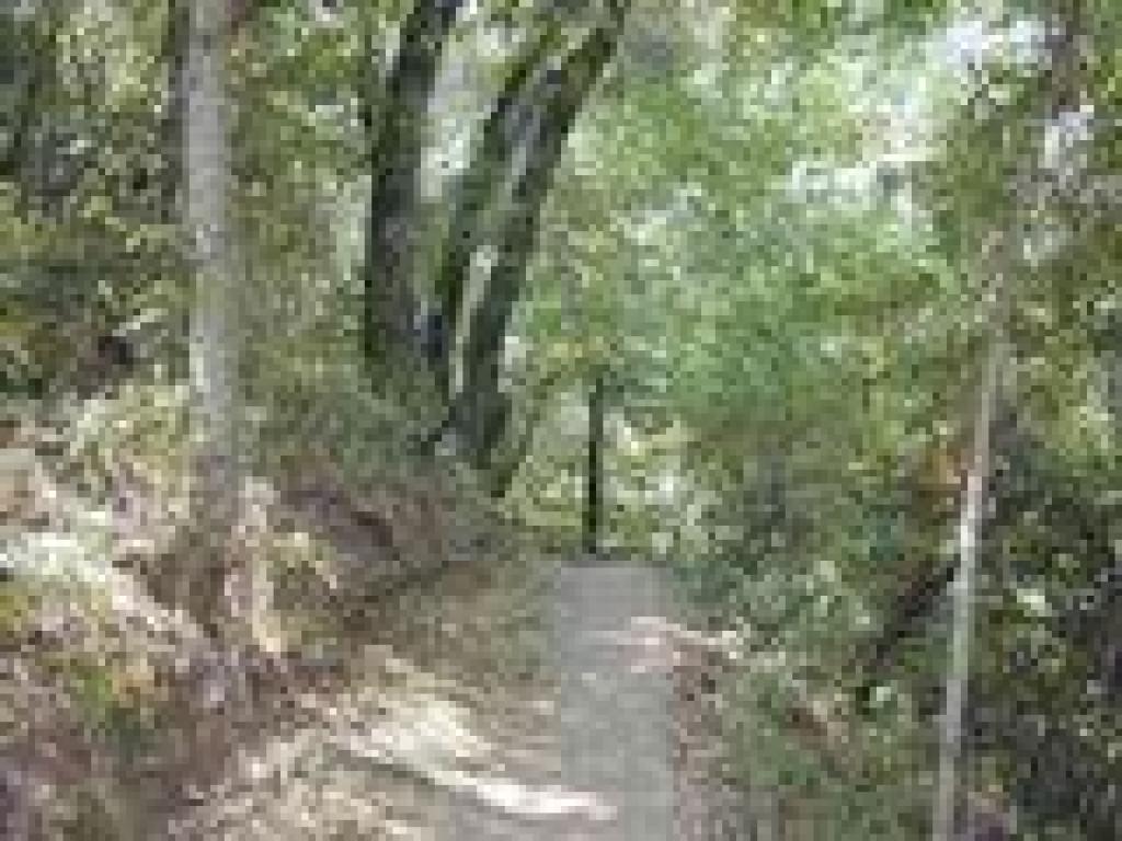 Toyon Trail