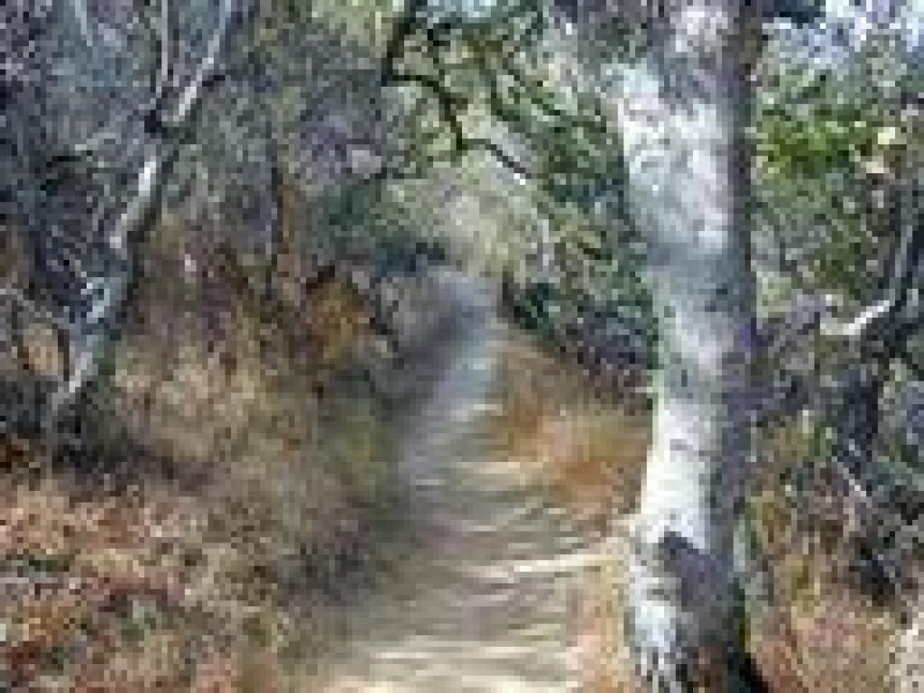 Coast live oaks shade the trail