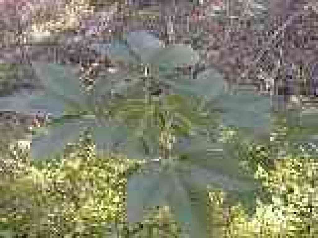 Buckeye leaves