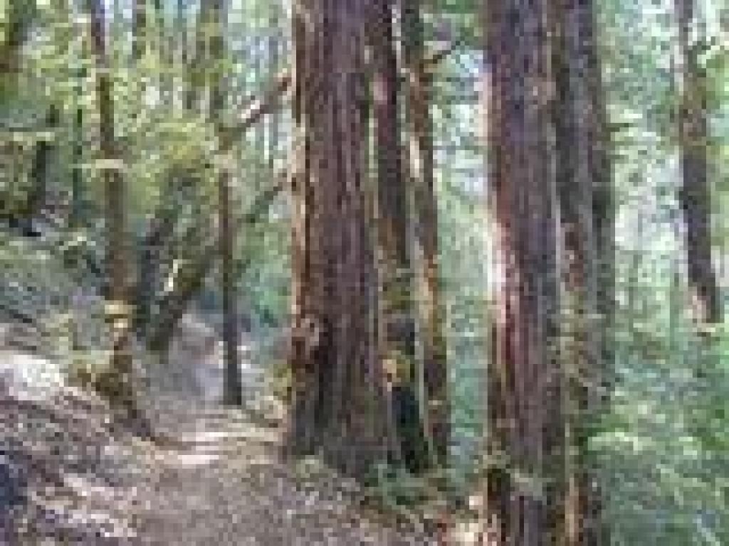 Redwoods along the trail